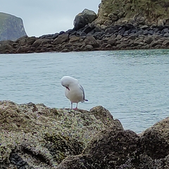 Chroicocephalus novaehollandiae scopulinus