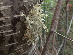 Evernia prunastri