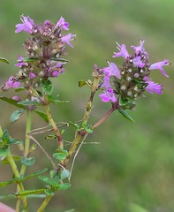 Thymus pulegioides