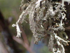Evernia prunastri
