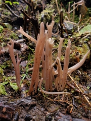 Alloclavaria purpurea