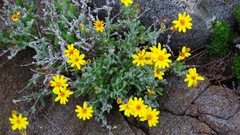 Senecio