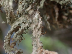 Evernia prunastri