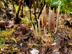 Alloclavaria purpurea