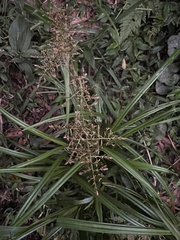 Scleria terrestris