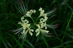 Lycoris