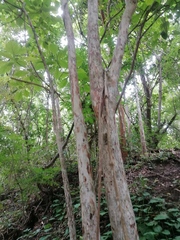 Calycophyllum candidissimum