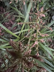 Scleria terrestris