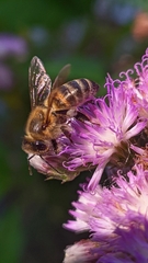 Apis mellifera