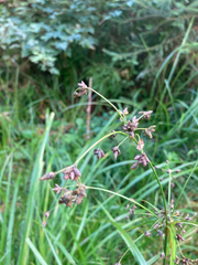 Scirpus microcarpus