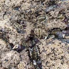 Sypharochiton pelliserpentis