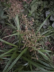 Scleria terrestris