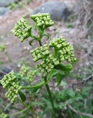 Valeriana