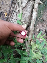 Aristolochia nelsonii
