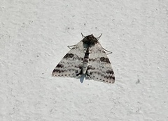Catocala relicta