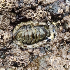 Sypharochiton pelliserpentis