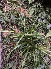 Scleria terrestris