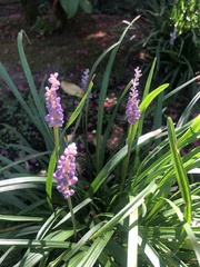 Liriope