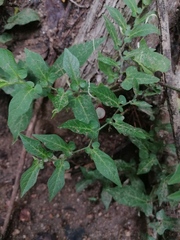 Aristolochia nelsonii