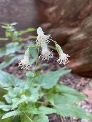 Brickellia grandiflora