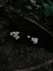 Favolus brasiliensis