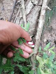 Aristolochia nelsonii
