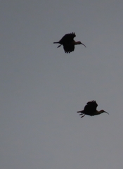 Theristicus melanopis