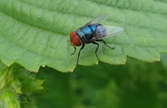 Chrysomya megacephala