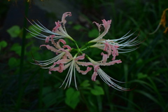 Lycoris
