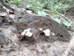 Favolus brasiliensis