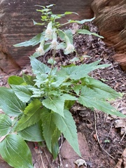 Brickellia grandiflora