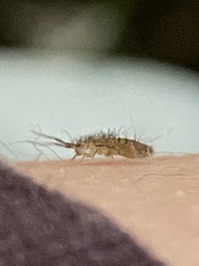Orchesella villosa