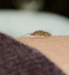 Orchesella villosa