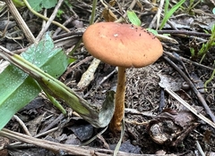 Leratiomyces squamosus