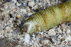 Pachysphinx modesta