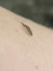Orchesella villosa