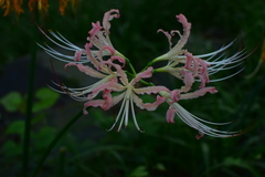 Lycoris