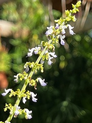 Coleus scutellarioides