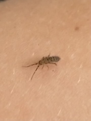 Orchesella villosa