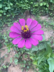 Zinnia elegans