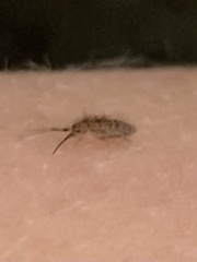 Orchesella villosa
