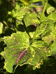 Coleus scutellarioides