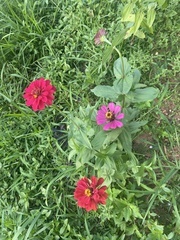 Zinnia elegans