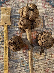 Callirhytis quercuspunctata