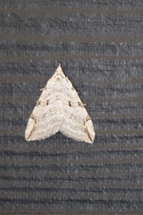 Aplocera plagiata