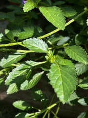 Stachytarpheta