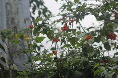 Mechanitis lysimnia nesaea