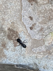 Camponotus