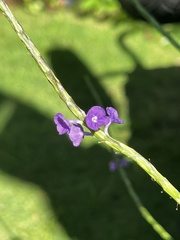 Stachytarpheta