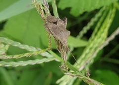 Acanthocoris sordidus